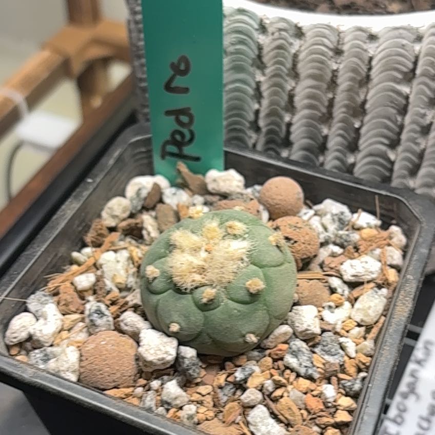 Photo of the plant species Koehresii Cactus by @PolishedAtom30 named Aristotle on Greg, the plant care app