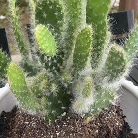 Photo of the plant species Opuntia by @ProbableMira named Sigmund on Greg, the plant care app