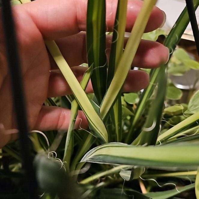 Photo of the plant species Adam's-Needle by @SvelteFernmoss named Kylie on Greg, the plant care app