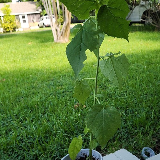 Photo of the plant species Swamp Rosemallow by @GemChichipe44 named Mauve on Greg, the plant care app