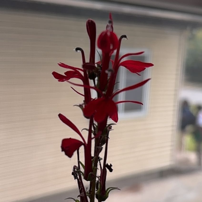 Photo of the plant species Cardinal Flower by @GladChickpea40 named Shrek on Greg, the plant care app