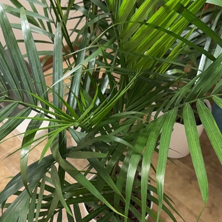 Photo of the plant species Majestic Palm by @GladChickpea40 named Grace on Greg, the plant care app