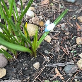 Photo of the plant species White Squill by @GladChickpea40 named Naomi on Greg, the plant care app