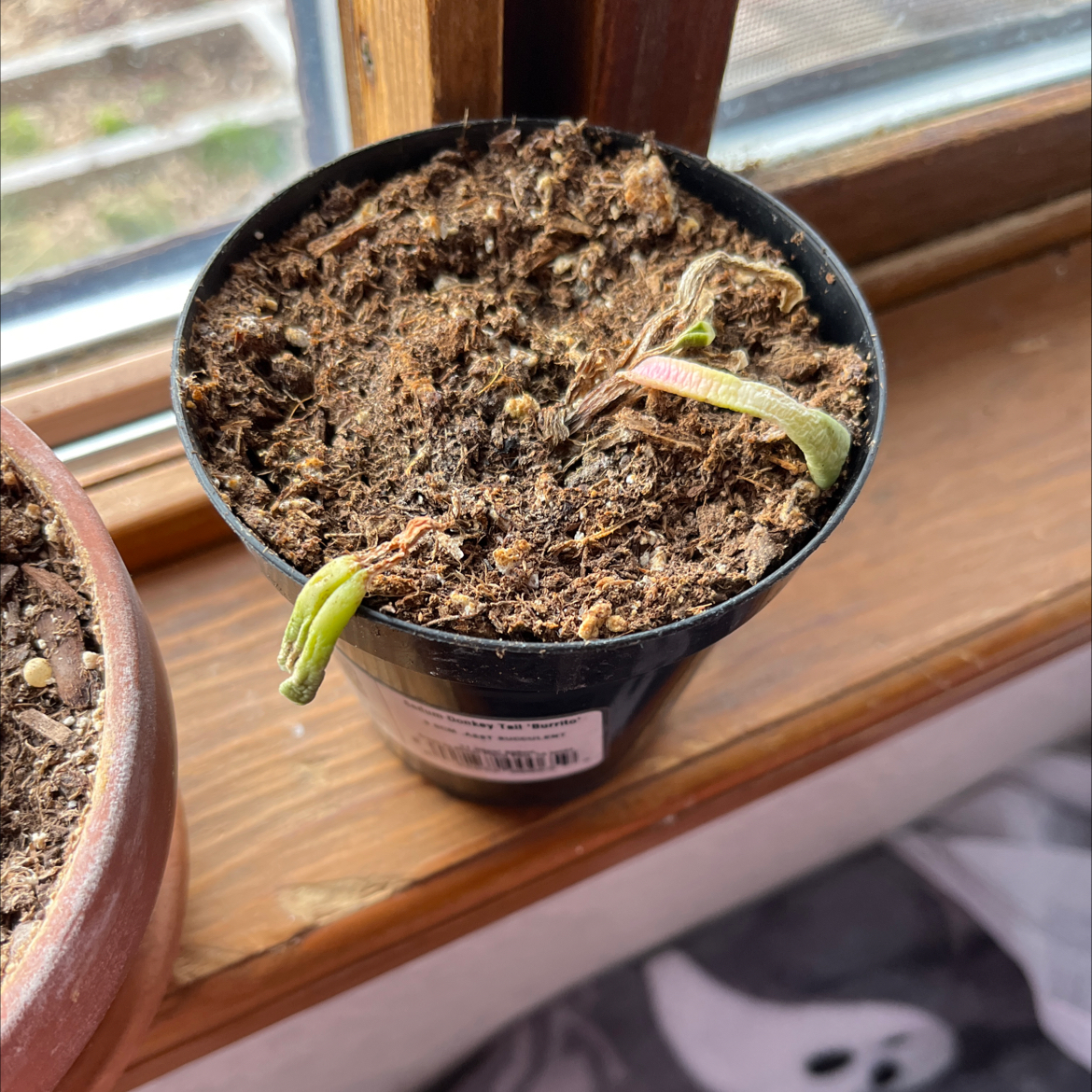 Photo of the plant species Baby Toes by @PremiumBalsam65 named Emerson on Greg, the plant care app