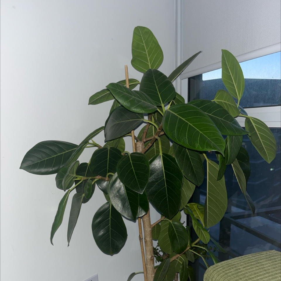 Photo of the plant species Council Tree by @AbbyStroh named Freya on Greg, the plant care app