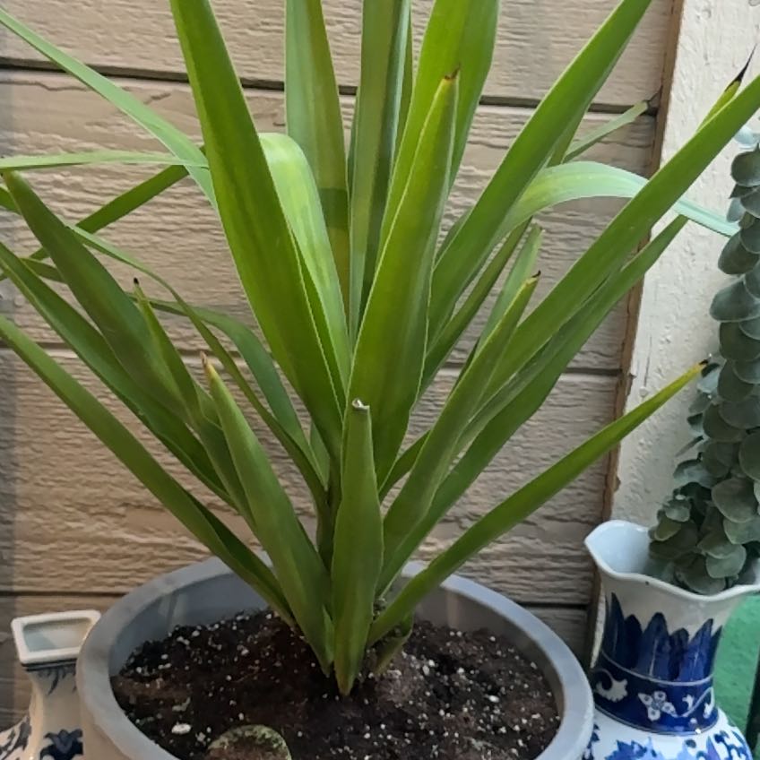 Photo of the plant species Spineless yucca by @GoldCentro9 named Kardashian on Greg, the plant care app