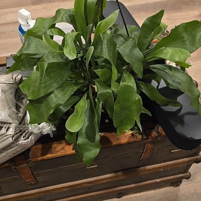 Photo of the plant species platycerium netherlands by @YeahJellycup77 named ChloroPhil on Greg, the plant care app