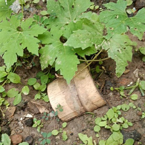 Photo of the plant species Bloodroot by @PrimoOregano89 named Rainier on Greg, the plant care app