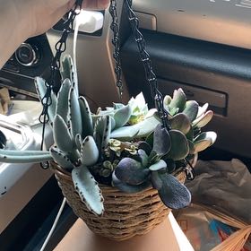 Photo of the plant species succulent by @SybariticAtom45 named Sonora on Greg, the plant care app