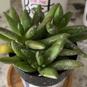 Photo of the plant species Shooting Star by @YesTule69 named Elina on Greg, the plant care app