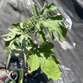 Photo of the plant species Sangria Watermelon by @UberBanana38 named Tree Diddy on Greg, the plant care app