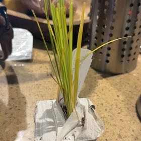 Photo of the plant species Pink Pampas Grass by @DeftCowbane69 named Planty on Greg, the plant care app