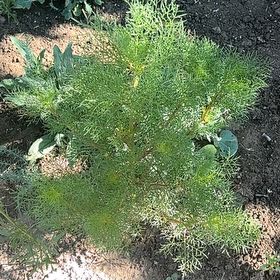 Photo of the plant species Scentless Mayweed by @FitPygmyiris30 named Clooney on Greg, the plant care app