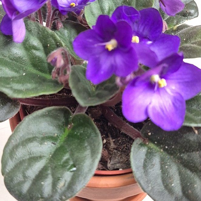 Rob 'Florence' Zombie