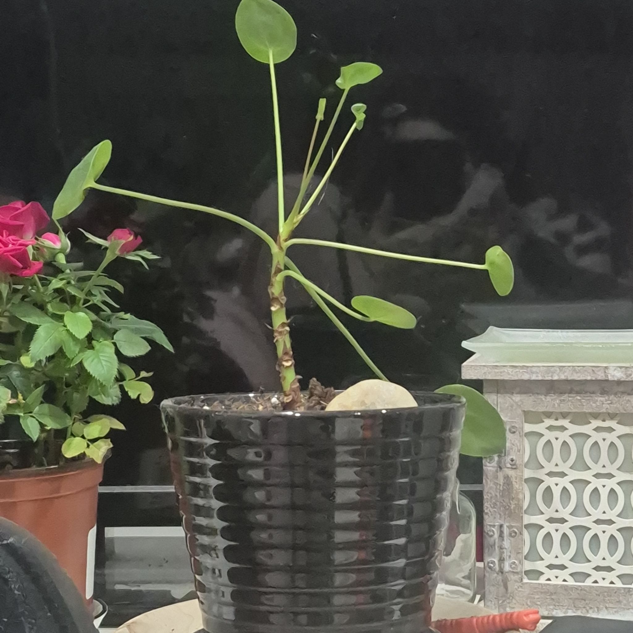 Planty