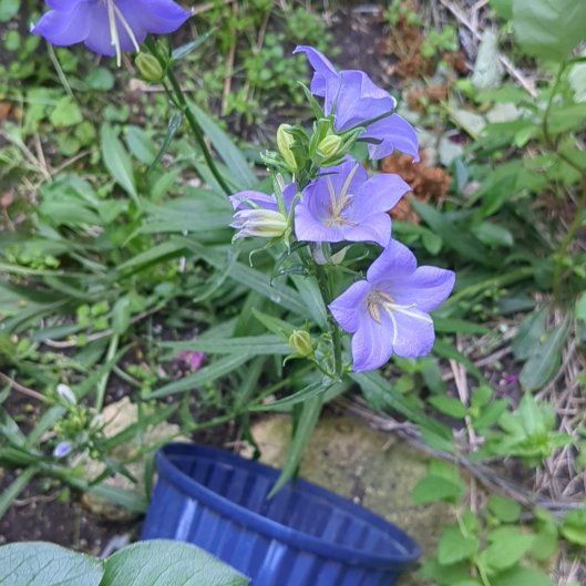 Photo of the plant species Peach-Leaved Bellflower by @BigCactus69 named Emerson on Greg, the plant care app