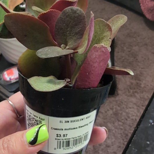 Photo of the plant species Crassula multicava 'Bleeding Heart' by @HotLemon29 named Osmo on Greg, the plant care app