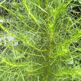 Photo of the plant species Dog Fennel by @FlavorfulAtom62 named Willow on Greg, the plant care app