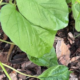 Photo of the plant species Japanese Arrowroot by @FlavorfulAtom62 named Harry on Greg, the plant care app