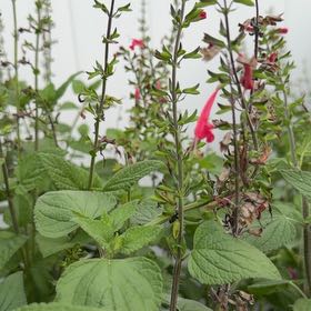 Photo of the plant species Blood Sage by @FlavorfulAtom62 named Messi on Greg, the plant care app