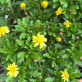 Photo of the plant species African Bush Daisy by @FlavorfulAtom62 named Scarlett on Greg, the plant care app
