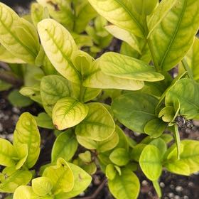 Photo of the plant species Chinese Ixora by @FlavorfulAtom62 named Maya on Greg, the plant care app