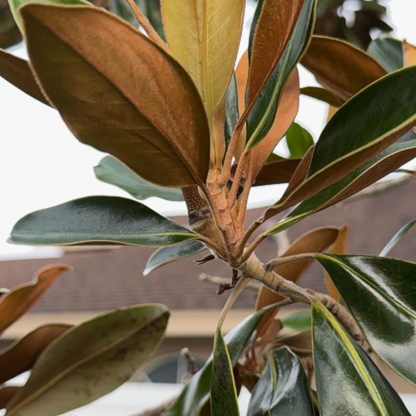 Photo of the plant species Southern Magnolia by @FlavorfulAtom62 named Walt on Greg, the plant care app