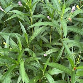 Photo of the plant species Mexican Bluebell by @FlavorfulAtom62 named Bodhi on Greg, the plant care app
