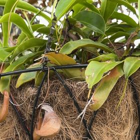 Photo of the plant species Common Swamp Pitcher-Plant by @FlavorfulAtom62 named Kylie on Greg, the plant care app