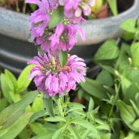 Photo of the plant species Lemon Bergamot by @FlavorfulAtom62 named Aria on Greg, the plant care app