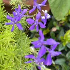 Photo of the plant species Doubtful Knight's-Spur by @FlavorfulAtom62 named Girlfrond on Greg, the plant care app