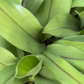 Photo of the plant species Yellow Clintonia by @FlavorfulAtom62 named Huckleberry Fern on Greg, the plant care app
