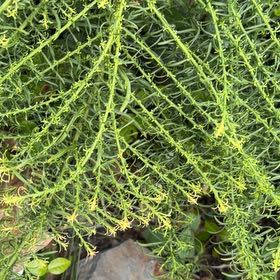 Photo of the plant species Mexican Burningbush by @FlavorfulAtom62 named Sproutacus on Greg, the plant care app