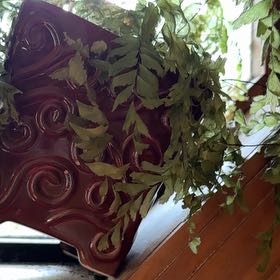 Photo of the plant species Bronze Venus Fern by @SilkyMikimiki47 named Austen on Greg, the plant care app