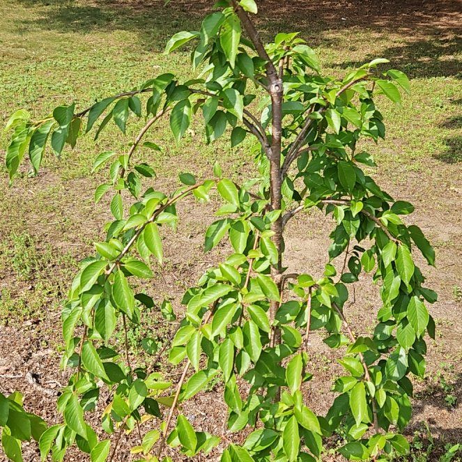 Photo of the plant species Weeping cherry blossom tree by @LivelyKale34 named Gates on Greg, the plant care app