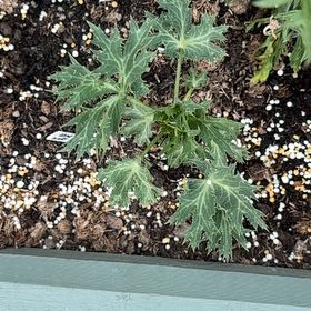 Photo of the plant species Sea Holly by @IdolMiro30 named Elle on Greg, the plant care app