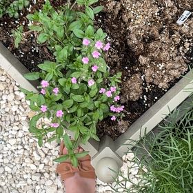 Photo of the plant species Saponaria 'Bressingham' by @IdolMiro30 named Morgan Treeman on Greg, the plant care app