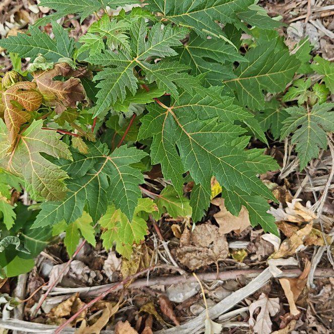 Photo of the plant species Silver Maple by @GemLimetuff19 named Miley on Greg, the plant care app