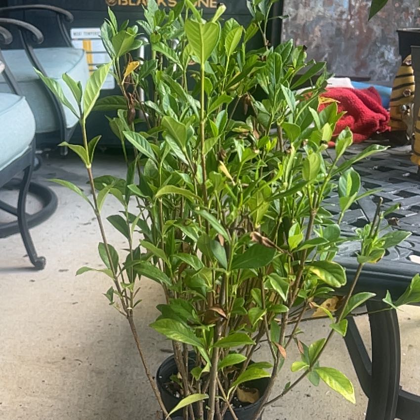 Photo of the plant species Gardenia 'August Beauty' by @MotherAnise99 named Naomi on Greg, the plant care app