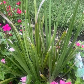 Photo of the plant species Cape Bugle-Lily by @MotherAnise99 named Sir Plancelot on Greg, the plant care app