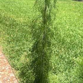 Photo of the plant species Dog Fennel by @MotherAnise99 named Diana on Greg, the plant care app