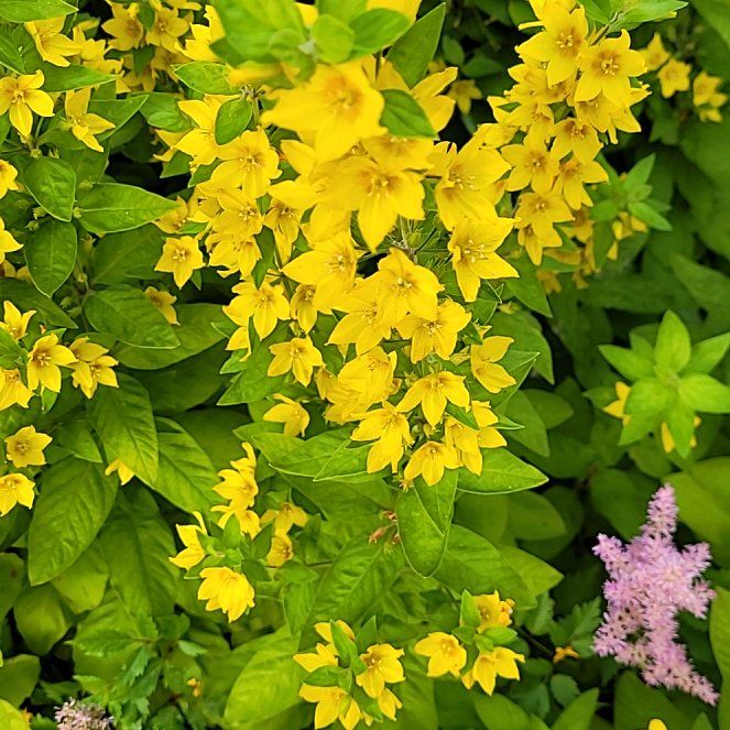Photo of the plant species Dotted Loosestrife by @CivicRedcap75 named Sir Plancelot on Greg, the plant care app