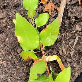 Photo of the plant species Pheasants Eye by @ArtisanHoya15 named Sage on Greg, the plant care app