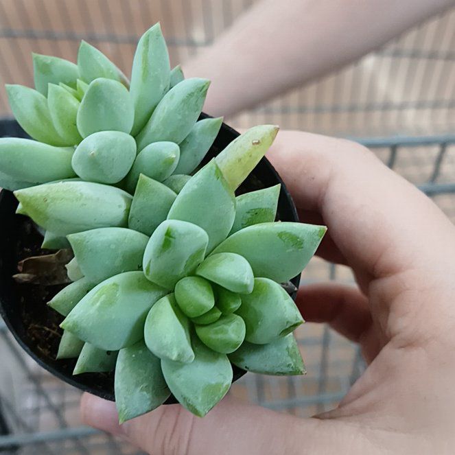 Photo of the plant species SEDEVERIA PERIDOT P by @FabBlueweed13 named Lin on Greg, the plant care app