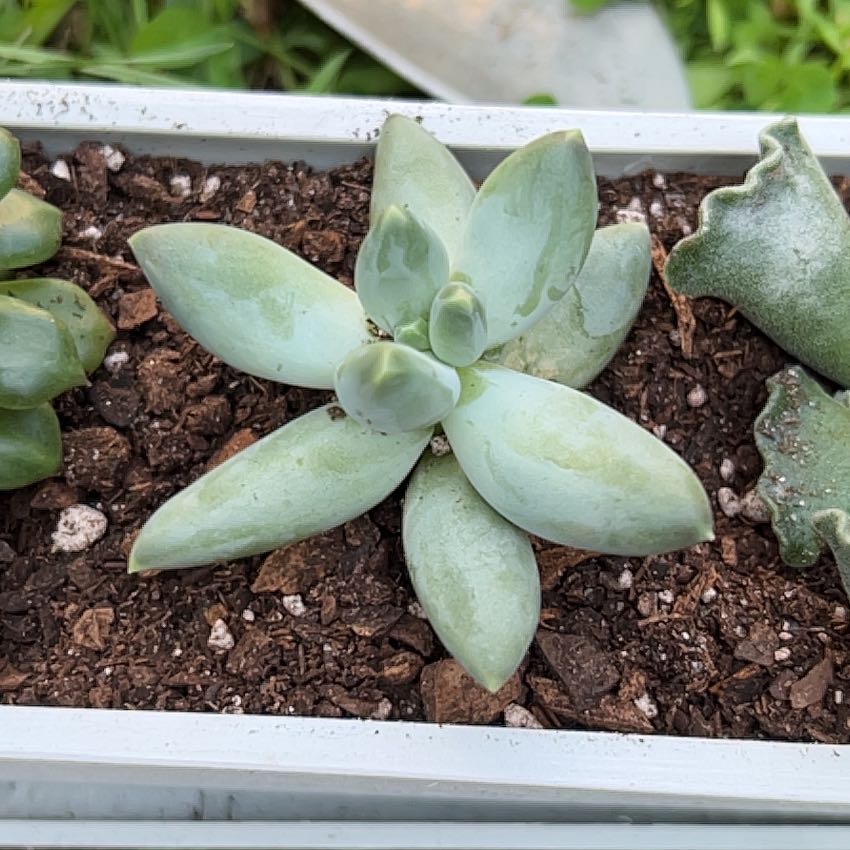 Photo of the plant species Echeveria 'Sleepy' by @CleanSatinwood named Robert Plant on Greg, the plant care app