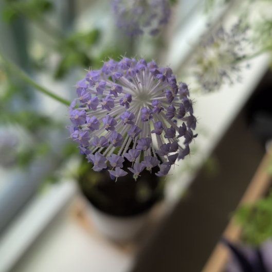Photo of the plant species Blue Lace Flower by @FabCosmo78 named Little purple on Greg, the plant care app