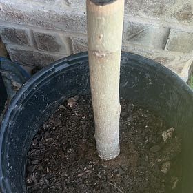Photo of the plant species Moringa rivae by @CrispCooperi69 named Naomi on Greg, the plant care app