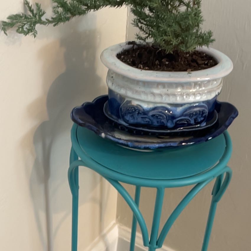 Photo of the plant species Japanese Juniper Bonsi by @HeraldedNeem67 named Captain Plant-it on Greg, the plant care app