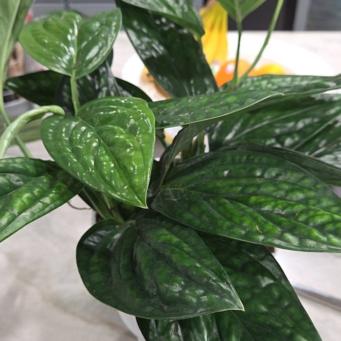 Photo of the plant species Alexa by @KristiInTeague named Orlando Bloom on Greg, the plant care app