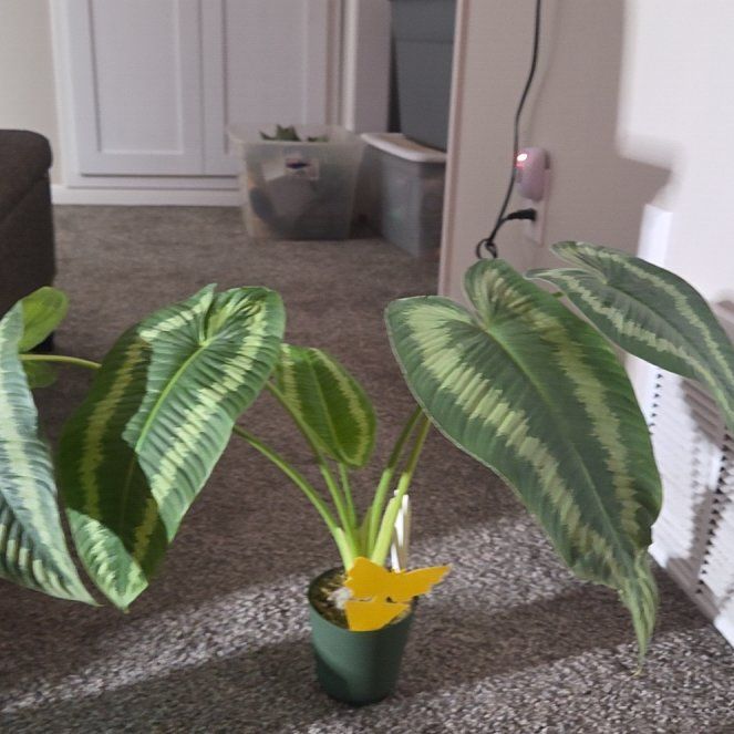 Photo of the plant species Schismatoglottis wallichii by @KristiInTeague named Keanu Leaves on Greg, the plant care app